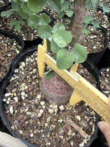 Rareplant cacti adenia spinosa - cacti,