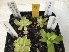 Pinguicula Collection #13