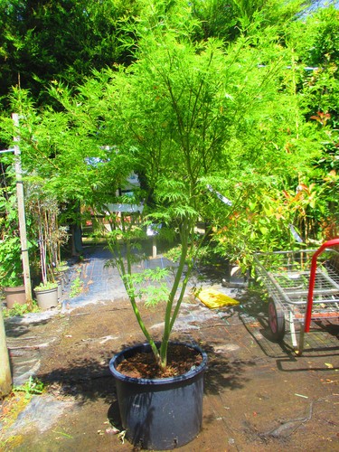 Large 5ft - , pot)