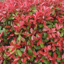 10 X PHOTINIA RED ROBIN BUSHY
