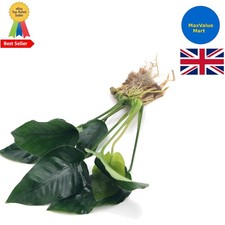 Elegant Anubias Barteri var