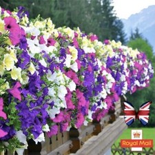 PETUNIA HANGING MIX 200 SEEDS BASKETS POTS TUBS BALCONY