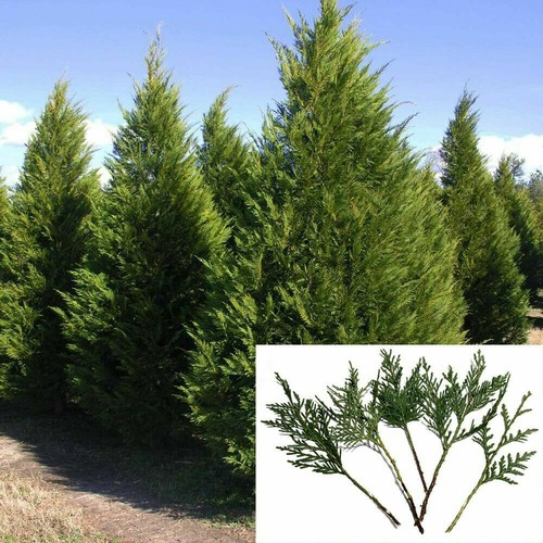 Fresh leyland cypress - sc,