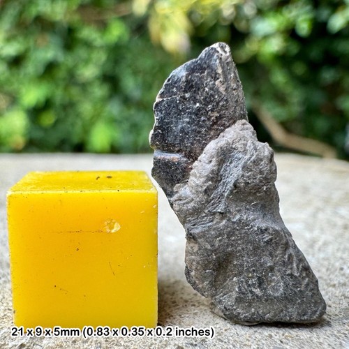 Genuine fossil crab fragment - ,