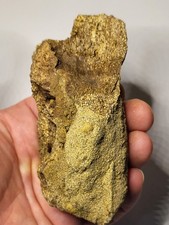 Large ~4.5 Inch Triceratops