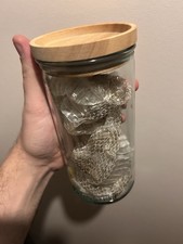 Real Snake Skin Shed In Jar