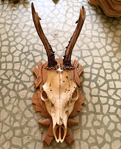 Real roe deer skull - real,