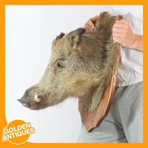 Real wild boar - wild,