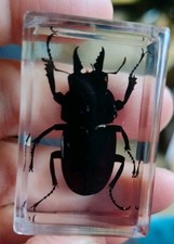 Real STAG BEETLE Bug Insect