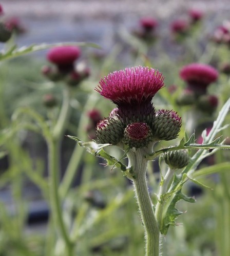 Large bare root cirsium - large,