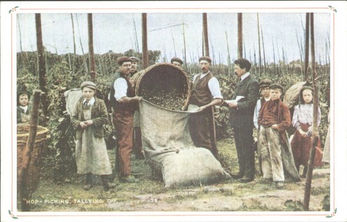 Vintage style hop picking - hop,