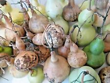 30 MIXED  BOTTLE GOURDS SEEDS -  FOR CRAFTS AND DECORATIONS - GROWN IN U.K