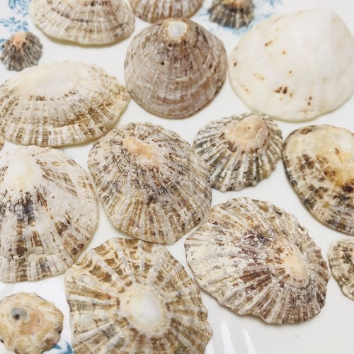 Limpet shells large - 30,