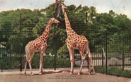 Feeding giraffes new york - giraffes,