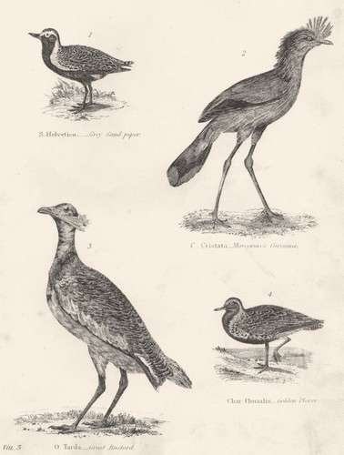 Birds bustard squatarola - birds.bustard, squatarola;grey