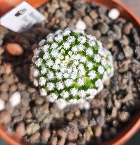 Mammillaria fotou shunsei - fotou,