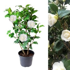Camellia Japonica Plant in 3L
