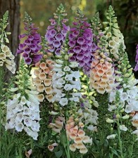 Flower - Foxglove - Digitalis - Dalmatian F1 Mixed - 10 Pelleted Seeds