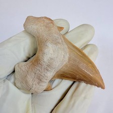 Giant Otodus Obliquus Shark