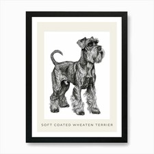 Soft Coated Wheaten Terrier
