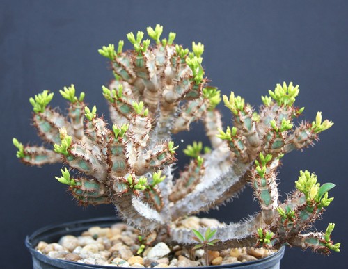 Euphorbia aureoviridiflora - euphorbia,