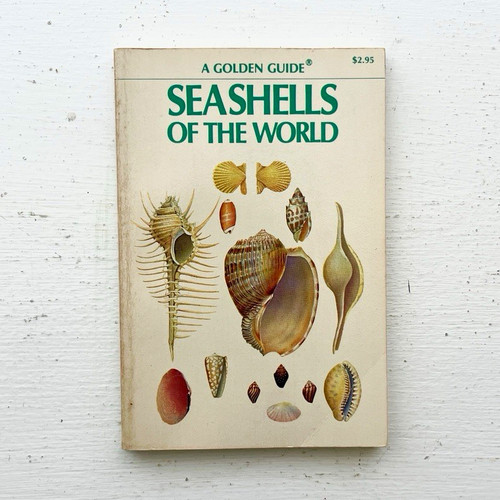 Golden guide seashells - seashells, the