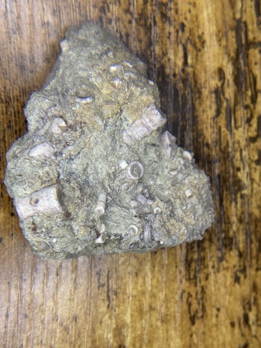 Crinoid fossil from texas - fossil,