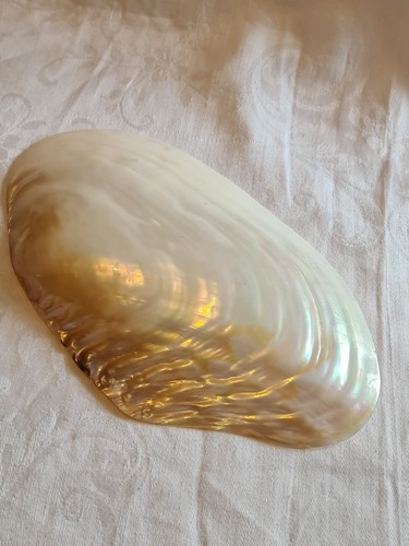 Large macabebe clam - large, x