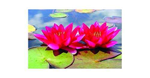 Xue fei water lily - fei, pond
