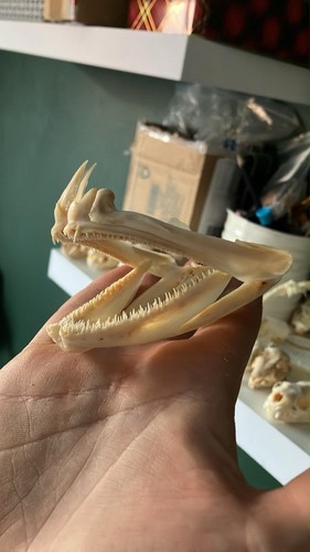 Grouper jaw taxidermy skull - taxidermy,