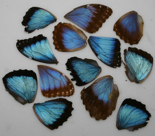Real morpho butterfly - real,