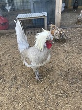 6+ Blue Black Splash Bantam