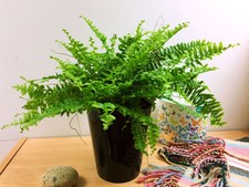 Stylish Boston Fern Nephrolepis House Office Plant Black Ceramic Tall Tubus Pot 