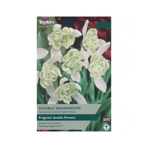 Taylors galanthus nivalis - taylors,