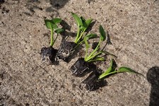 6x Small Arum Lily Plants Garden Flowers (Zantedeschia Aethiopica)