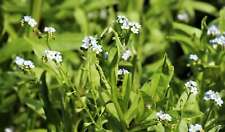 Myosotis scorpioides (Water forget-me-not) - Marginal Pond Plants - MP084