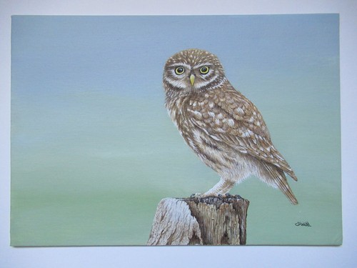 Little owl original canvas - little,