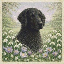 Curly Coated Retriever Puppy