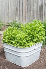 x3 Mint 'Garden Mint' Plug Plants x 3!