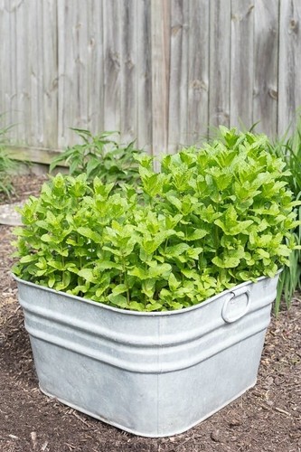 Mint garden - x3, 'garden