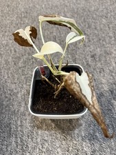 Variegated Monstera  - Albo