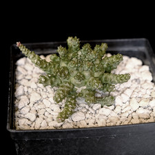 Euphorbia gamkensis hybrid -
