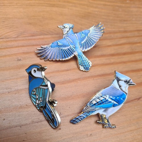 Blue jay bird bluejays - blue,