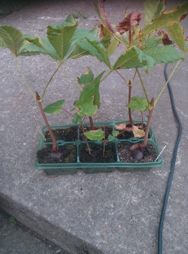 Horse chestnut trees aesculus - chestnut,