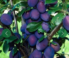 Plum Tree Seeds x10 ('Merryweather Damson' Purple.) Plant Now! FREE P&P!!!!