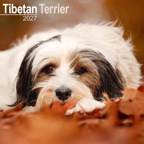 Tibetan terrier 2027 calendar - tibetan,