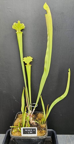 Sarracenia x l w - w.w.k.,