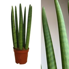 Sansevieria cylindrica