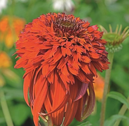 Echinacea hot - echinacea, 'hot