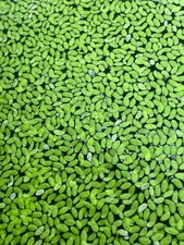 Duckweed Live Aquarium Plants Floating Oxygenating Garden Pond Fish Tank